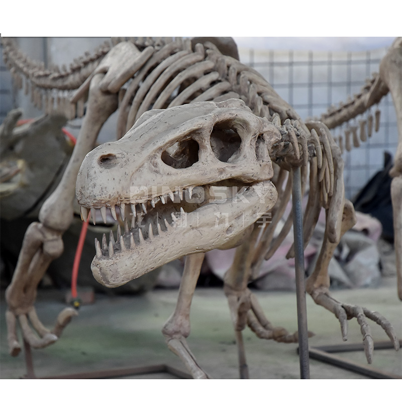 Science Exhibition Models - Model dinozaura Raptor z żywicy, szkielet,