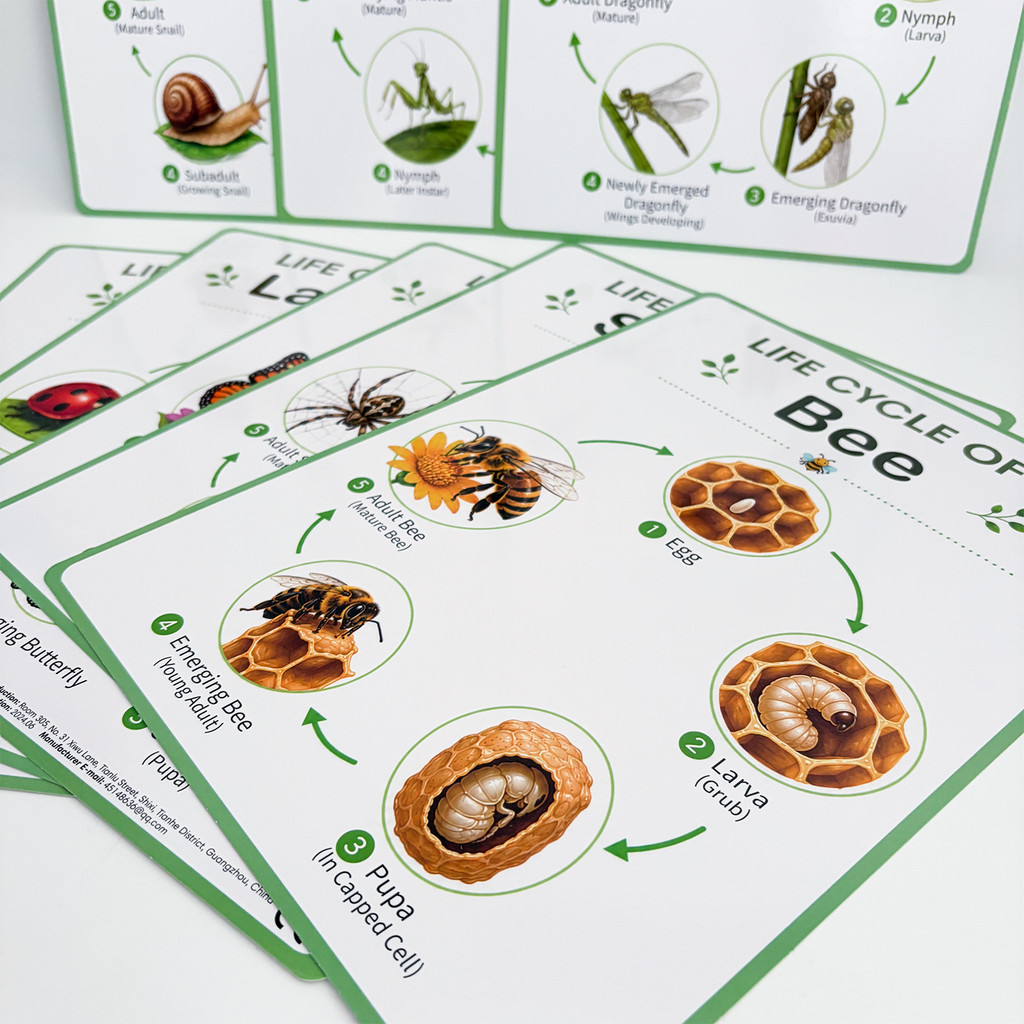 8 sztuk edukacyjnych plakatów  – Science Nature recenzja i cena